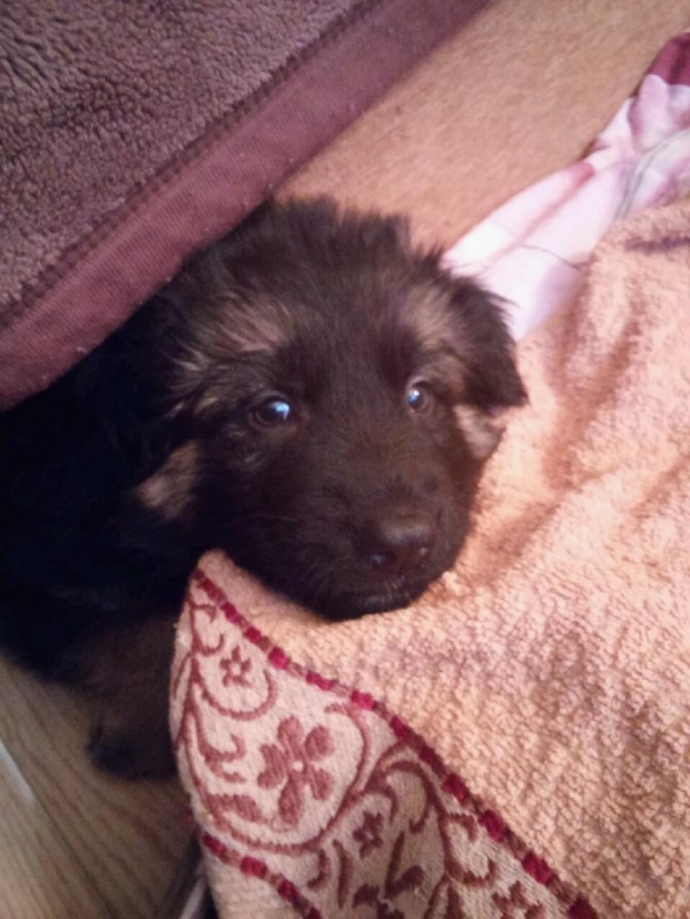 dog1