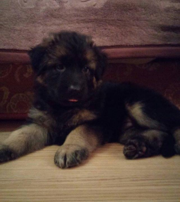 dog2