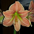 Hippeastrum Terrakota Star