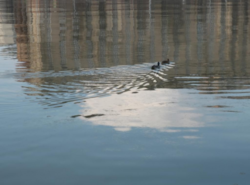 kaczki na rzece, Moskwa