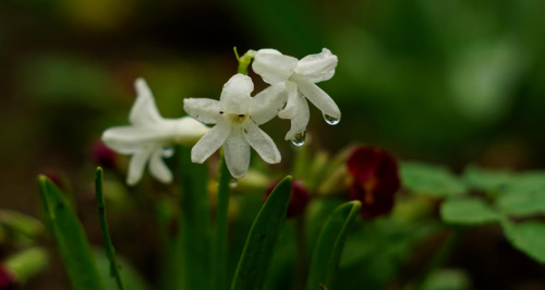 Białe kwiatki w deszczu