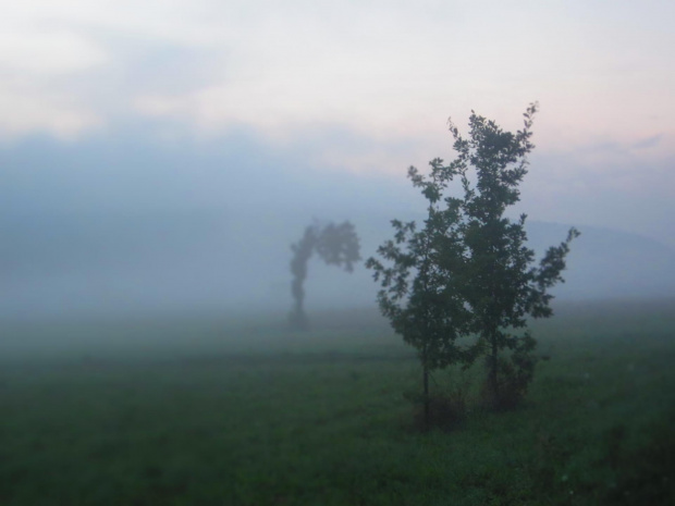 #mrok #ponure #mroczne #mgła #drzewo