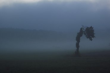 #mrok #ponure #mroczne #mgła #drzewo