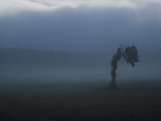 #mrok #ponure #mroczne #mgła #drzewo