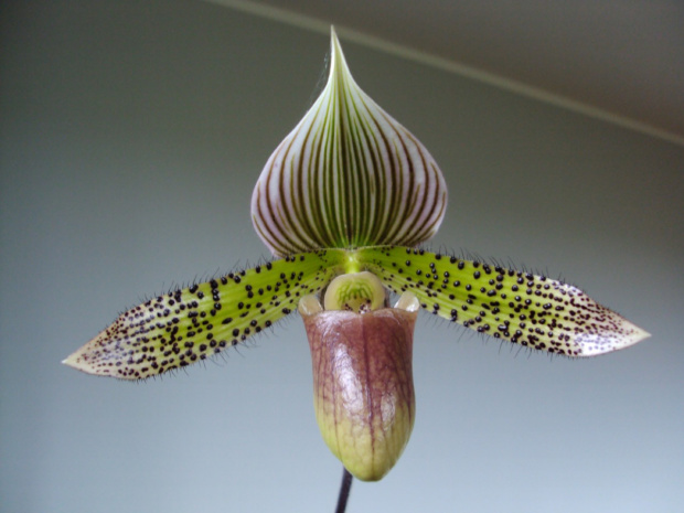 Paphiopedilum marmurkowe