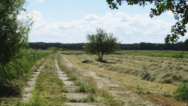 Warnołęka, droga przez łąkę