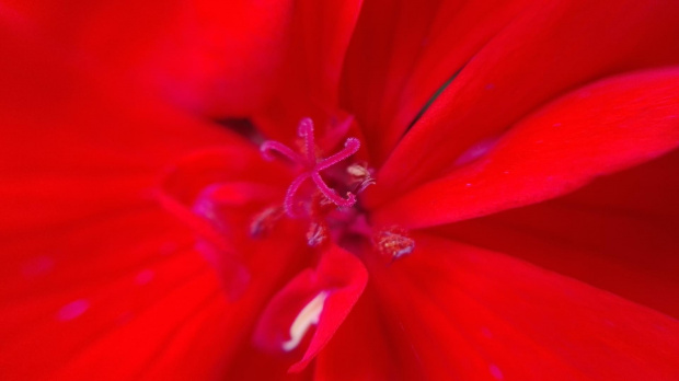 pokaż kotku co masz w środku - pelargonia