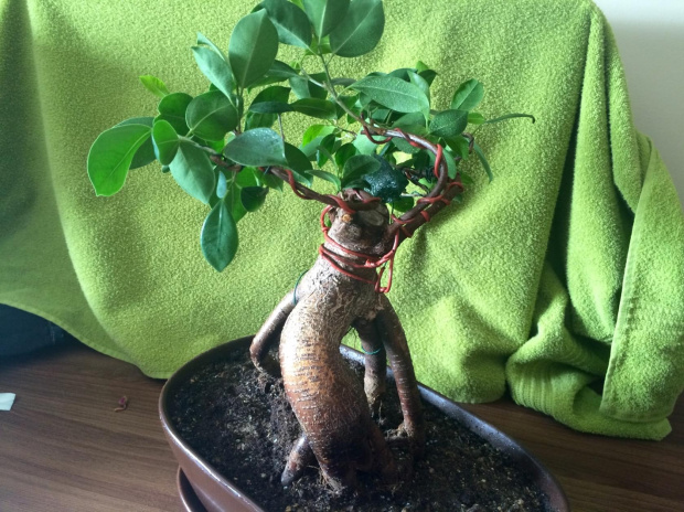 Bonsai