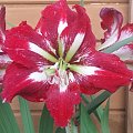 Hippeastrum Barbados