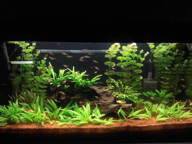 Akwarium 200l (100x40x50)