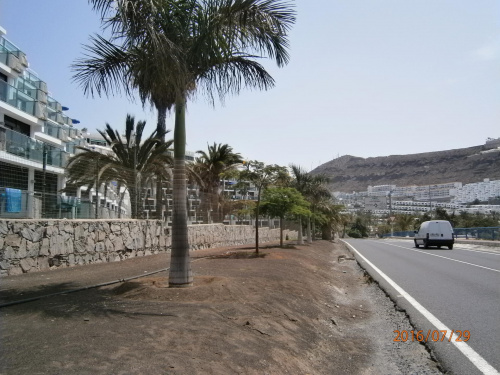 kanary