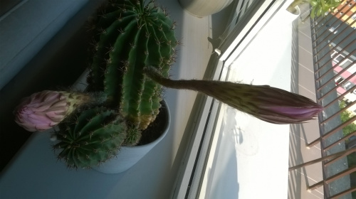 Echinopsis rozkwita2