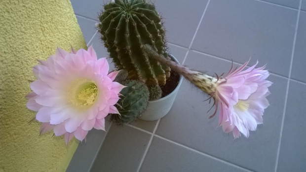 Echinopsis kwitnie